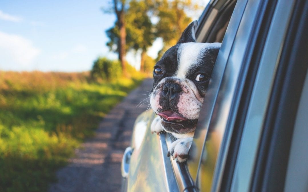 Car Travel Safety Tips for Pets