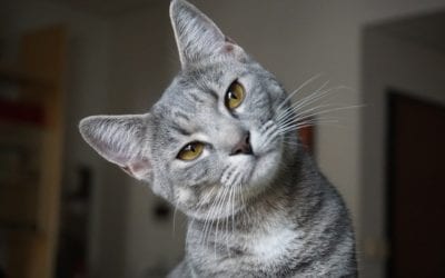 What Happens During a Neuter Surgery?