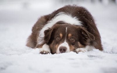 Snow and Cold Weather Safety for Pets