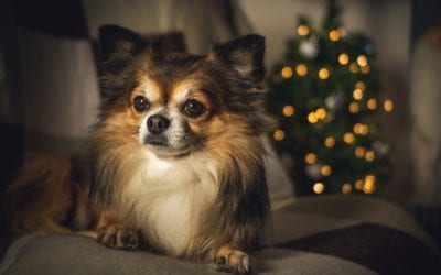 Holiday Danger Alert: Christmas Trees and Pets