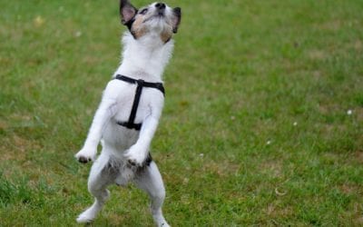 How to Teach Your Dog Not to Jump