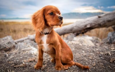 Hiking Safety Tips for Pets