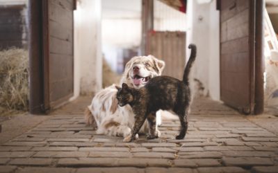 Is Fostering a Pet Right for Your Family?