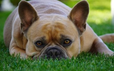 How Your Pet Can Beat the Heat
