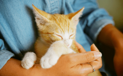 Making Your Cat’s Trip to the Vet a Little Easier