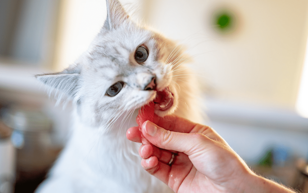 5 Secrets to Successfully Medicating Your Pet