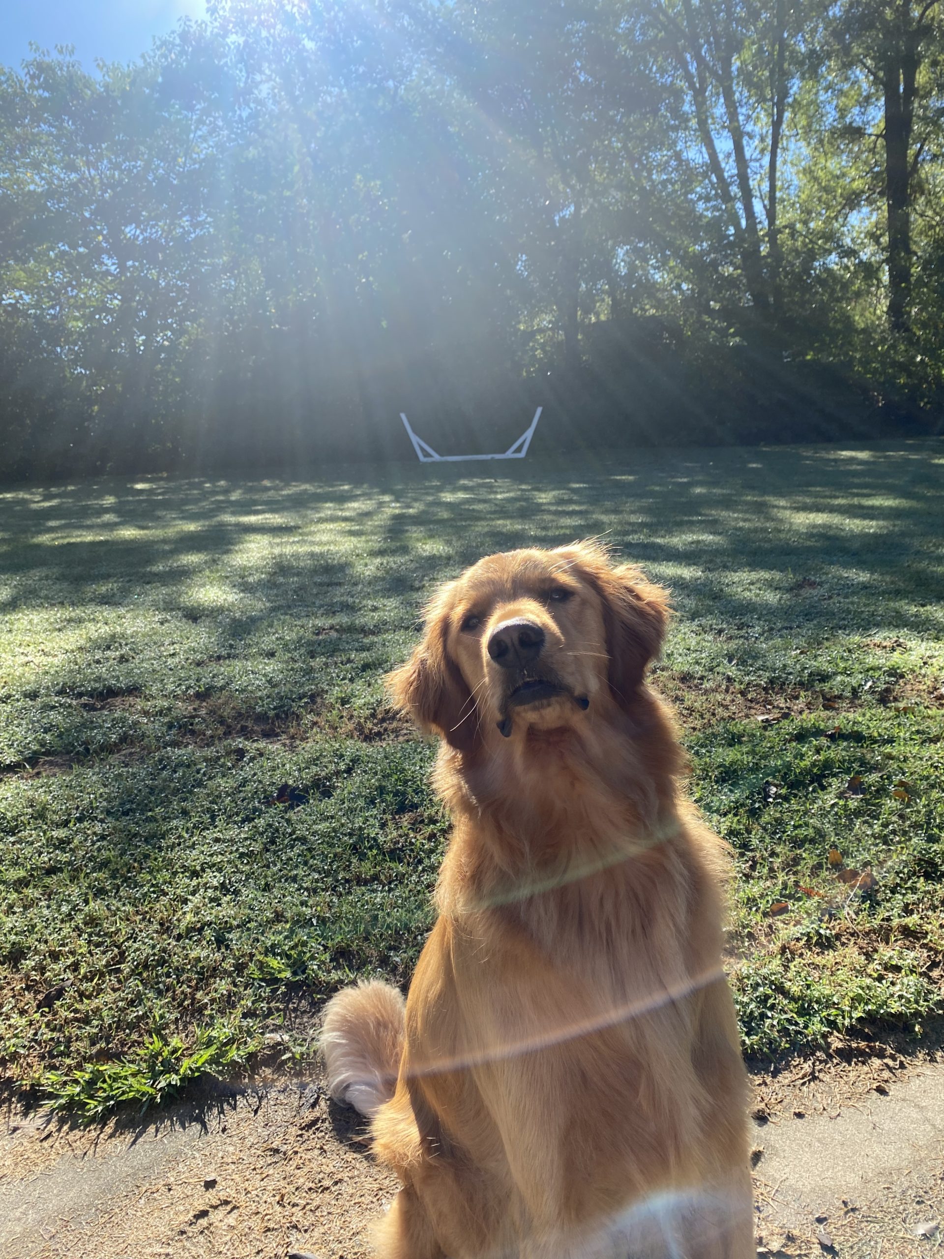 Charlie has been a patient of Elon Animal Hospital since he was 8 weeks old and loves every visit! He loves going on walks, playing outside, and watching baseball with his favorite humans!