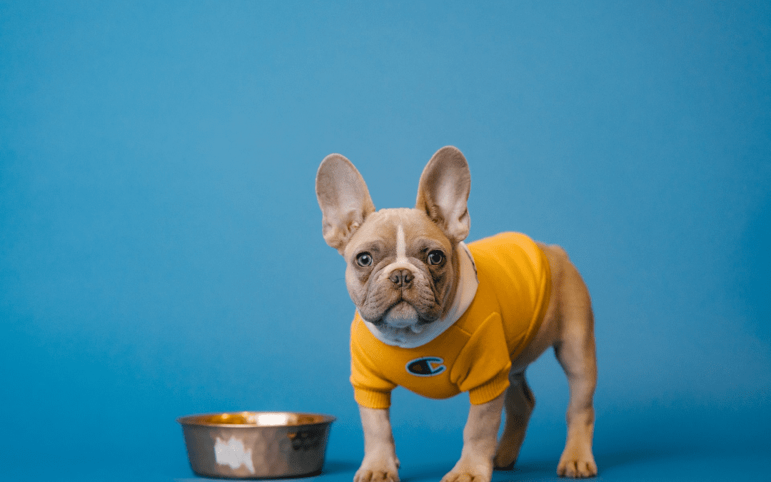 Preventing Pet Obesity in Your Pet