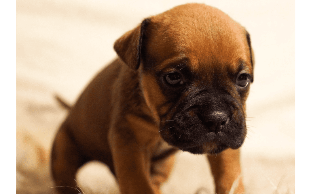 Common Pet Toxins You Should Be Aware Of