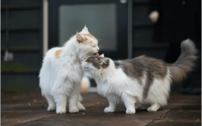 Hairball Prevention for Your Cat