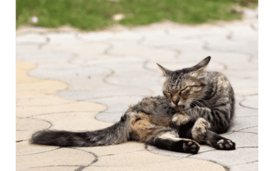 Learn About Your Pet’s Springtime Skin Allergies