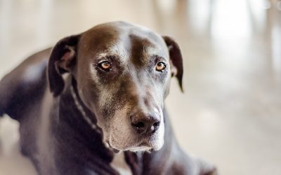 4 End-of-Life Care Options For Your Pet