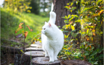 Squamous Cell Carcinoma in Cats