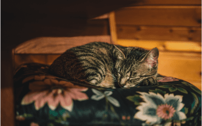 5 Pet Safety Tips for Inside & Outside the Home