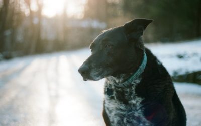 Behavioral Issues That Can Arise As Your Pet Ages