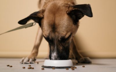 How to Make a Thanksgiving Plate for Your Pet