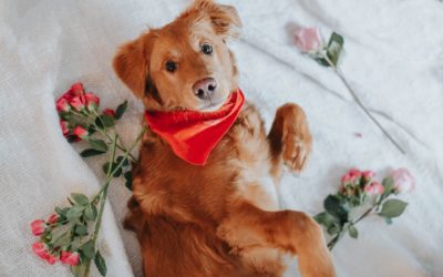 Fun Valentine’s Day Pet Treat Ideas