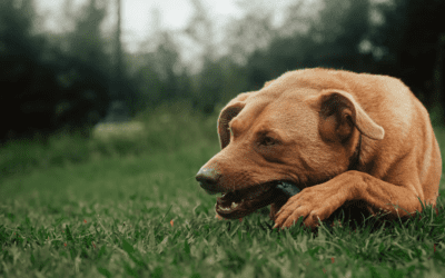 Is Your Pet Experiencing a Pet Dental Emergency?