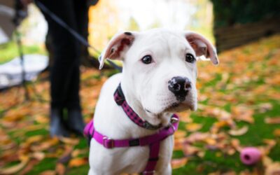 Proven Techniques for Protecting Your Dog from Other Dog Bite