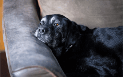 4 Ways to Get Ready for Your Pet’s Passing