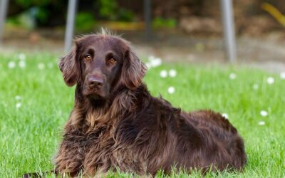 Unveiling Cranial Cruciate Ligament Tears in Pets