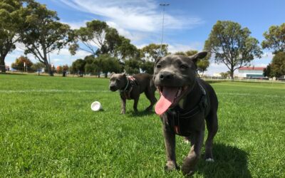 Safe and Sound: 4 Must-Know Tips for Ensuring Dog Park Safety