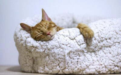 The Therapeutic Benefits of a Cat’s Purr