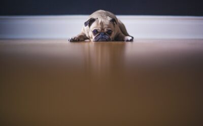 How To Help Your Pet Cope With Anxiety