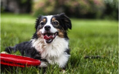Discovering Outdoor Activities with Your Furry Companion
