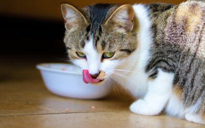 Potential Choking Hazards For Your Pet