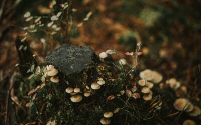 Understanding Mushroom Toxicity in Dogs