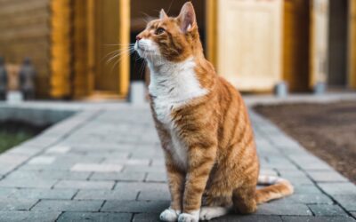 A Guide to Celebrating Senior Feline Health