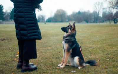 Pet Safety Mastery: Commands to Protect Your Pets from Poisons